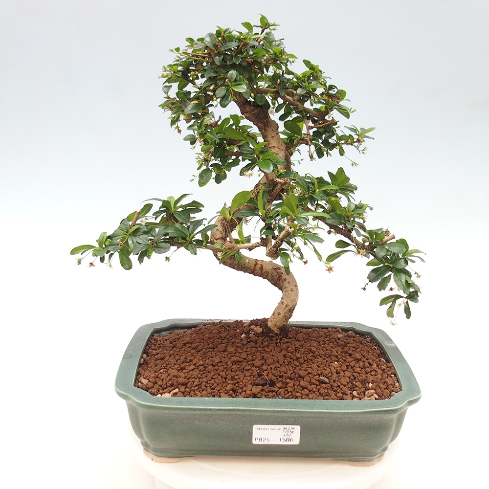 Room bonsai - Carmona macrophylla - Tea fuki