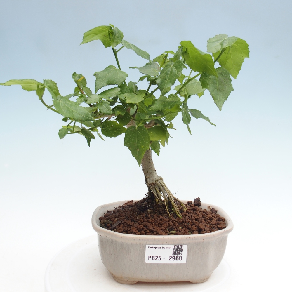 Indoor bonsai - Malvaviscus arboreus - woody hibiscus