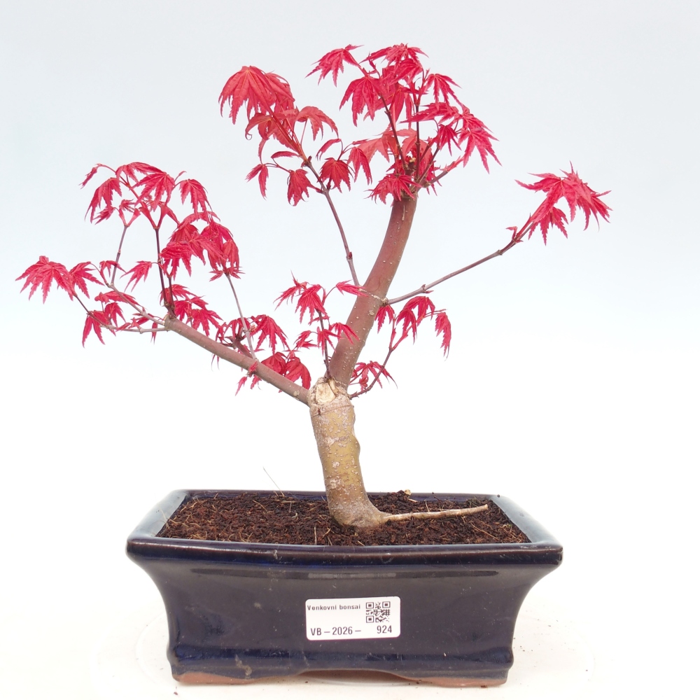 Outdoor bonsai - Acer palmatum DESHOJO