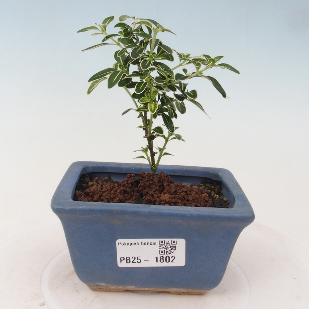 Indoor bonsai - Serissa foetida Variegata - Tree of a thousand stars
