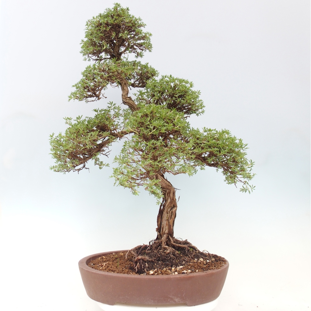 Outdoor bonsai - Potentila fruticosa