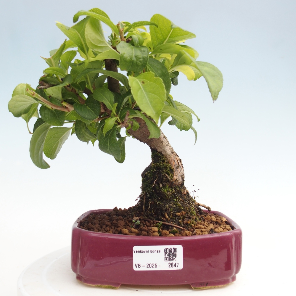 Outdoor bonsai - Celastrus Jesenec