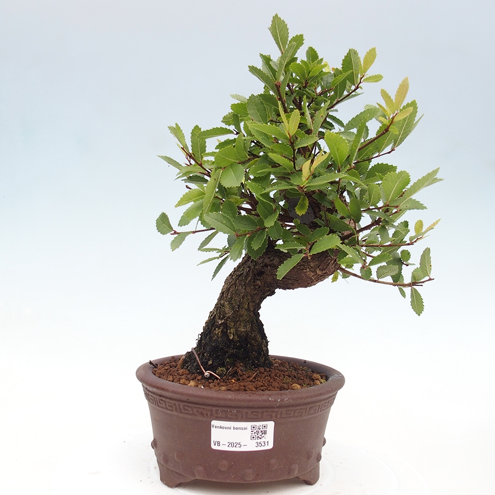 Outdoor bonsai - Zelkova - Zelkova serrata