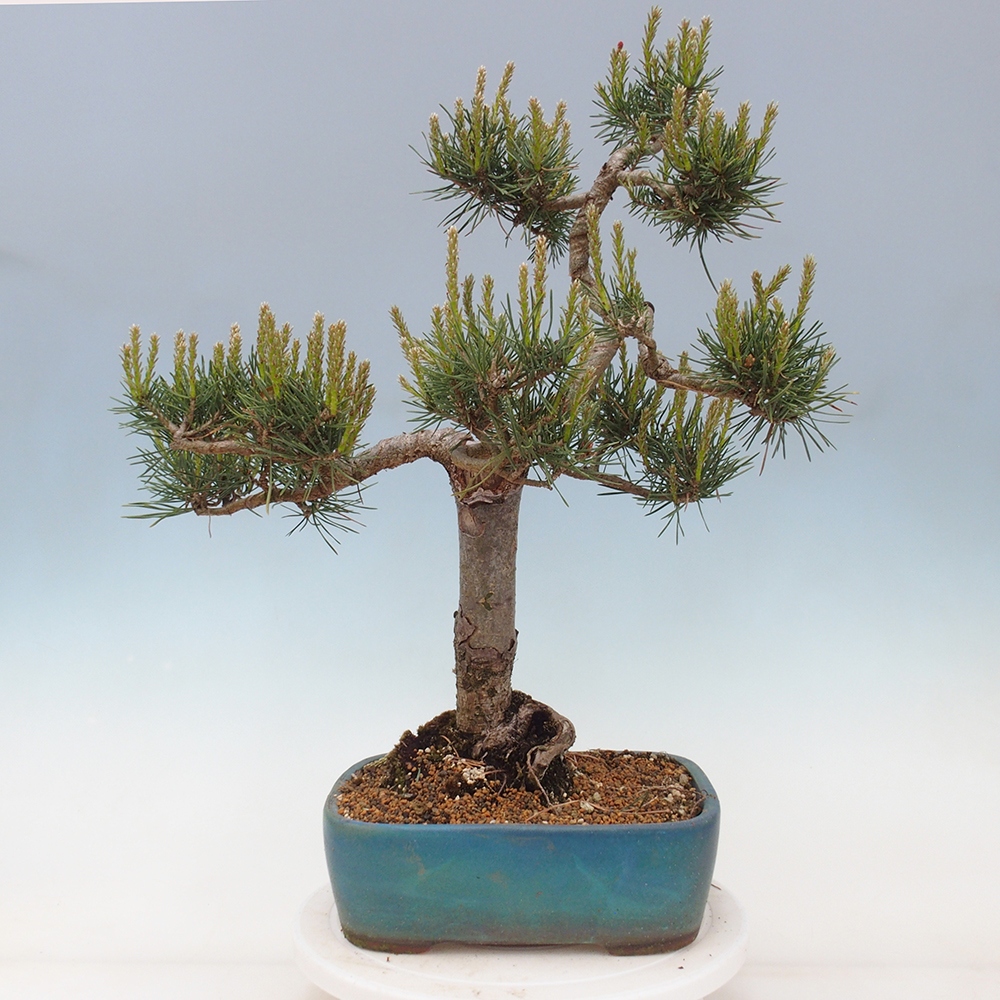 Outdoor bonsai - Pinus Sylvestris - Scots pine