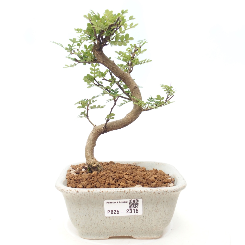 Indoor bonsai - Zantoxylum piperitum - Peppermint