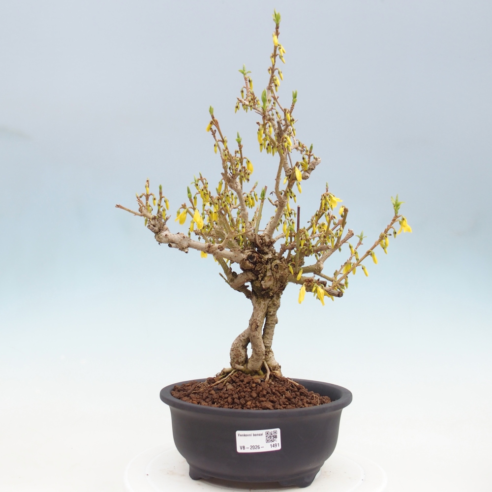 Outdoor bonsai - Zlatice - Forsythia koreana