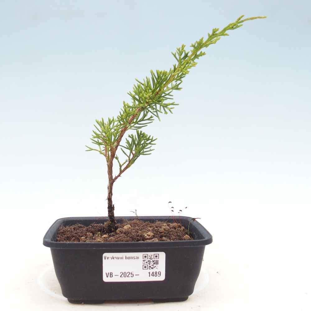 Outdoor bonsai - Juniperus chinensis Itoigawa - Chinese juniper