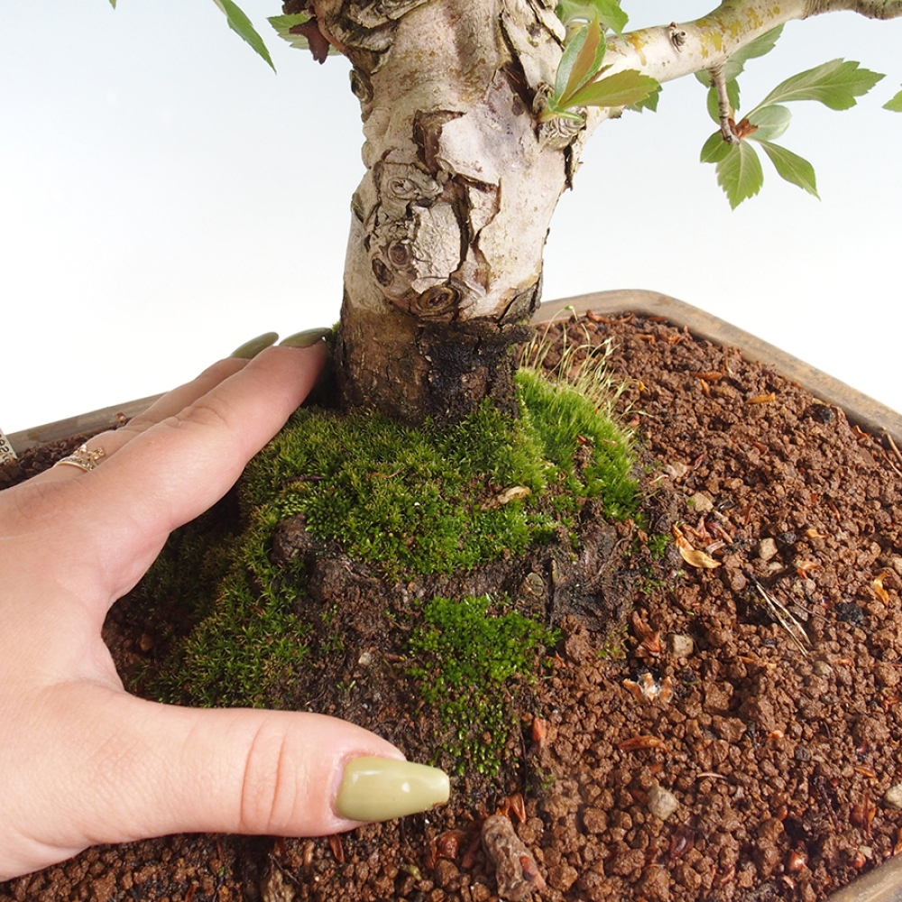 Outdoor bonsai - Hawthorn - Crataegus cuneata