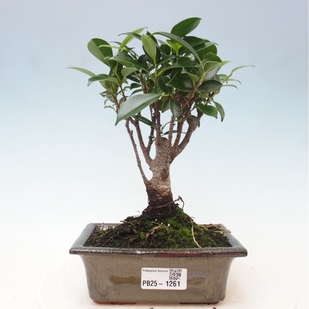 Indoor bonsai - Ficus retusa - small-leaved ficus