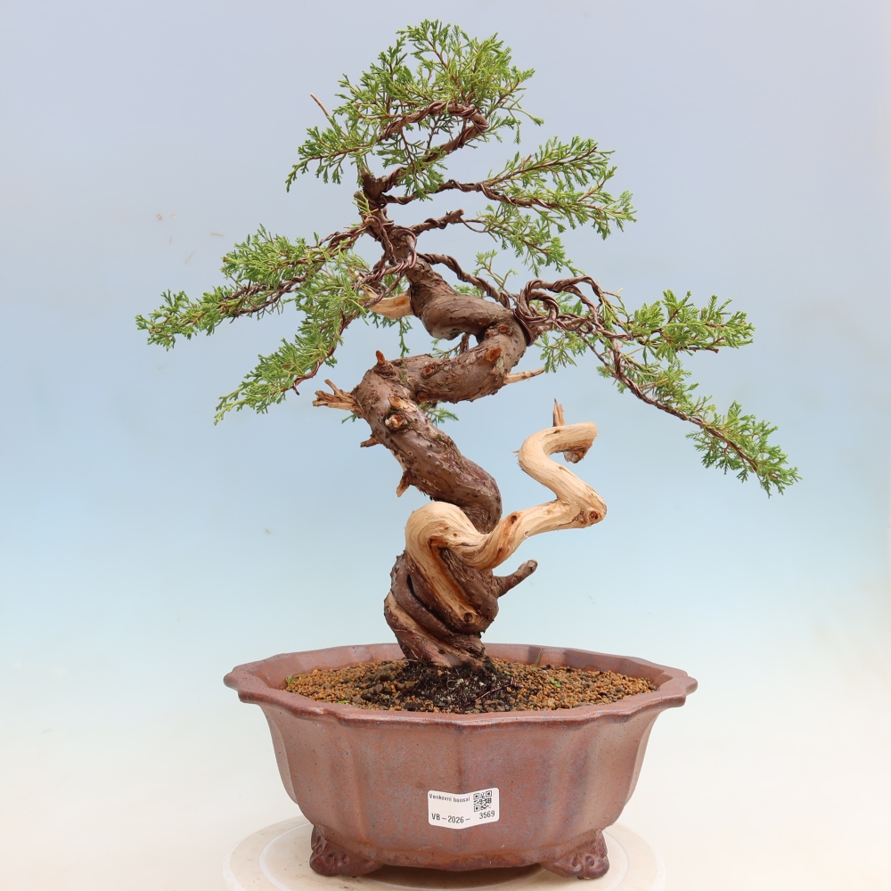 Outdoor Bonsai - Juniperus chinensis Itoigawa - Chinese Juniper