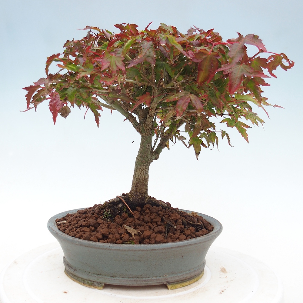 Acer palmatum KIOHIME - Palmetto maple