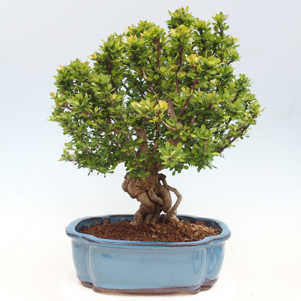 Outdoor bonsai - Berberis coreana