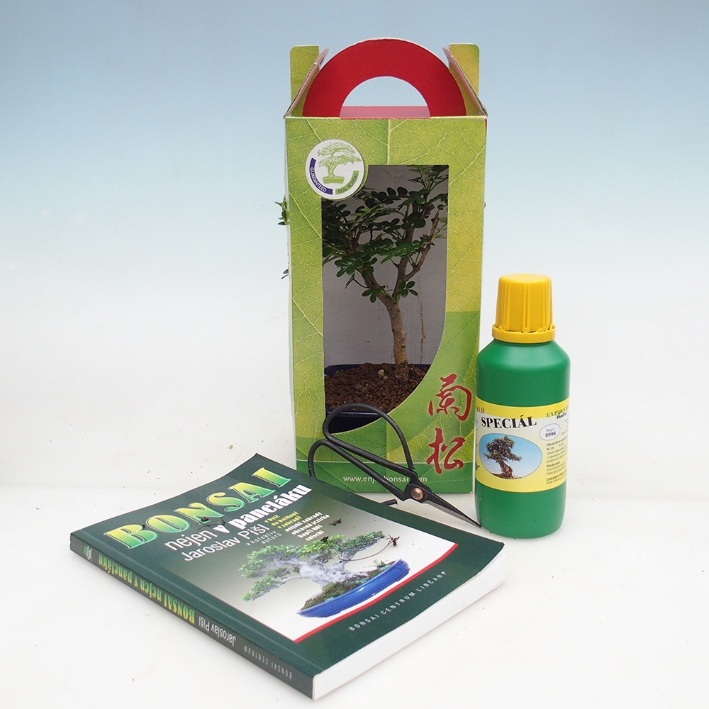 Room bonsai in gift box Zantoxylum piperitum - Pepper tree