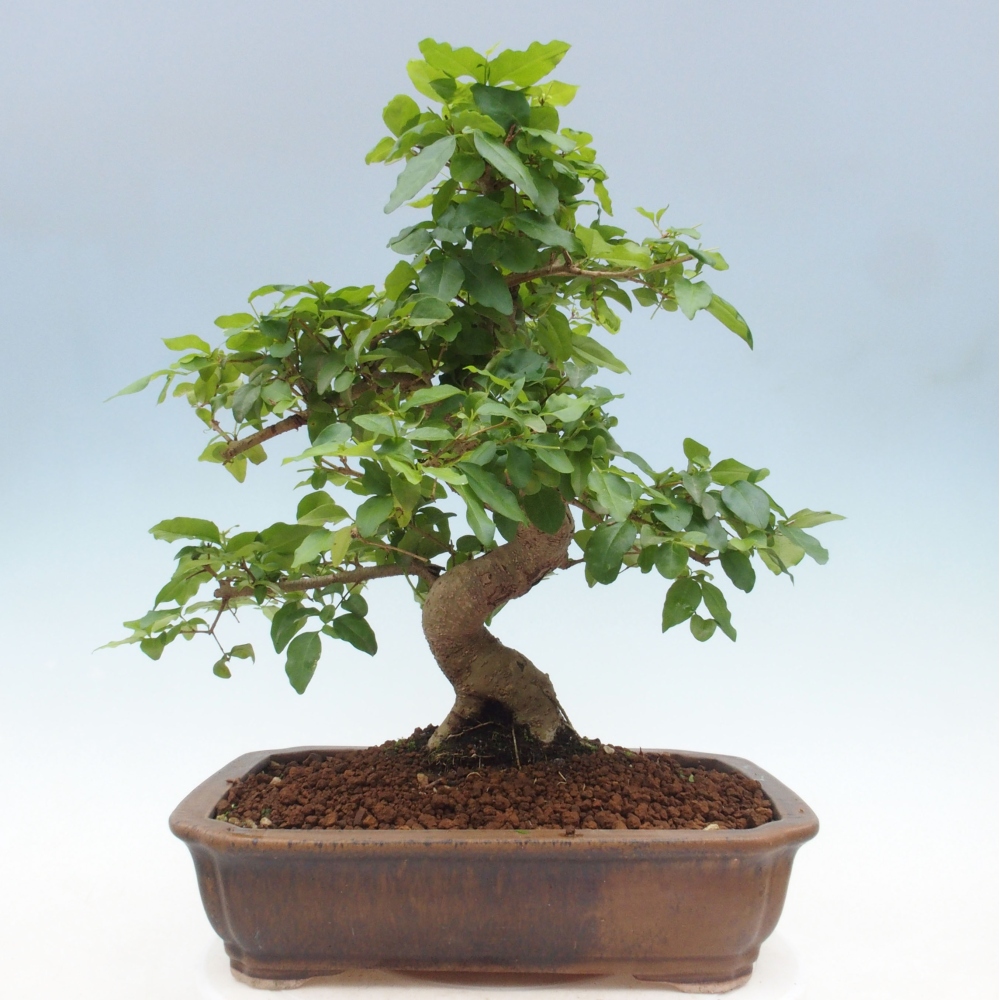 Indoor bonsai - Ligustrum chinensis - Bird's eye view