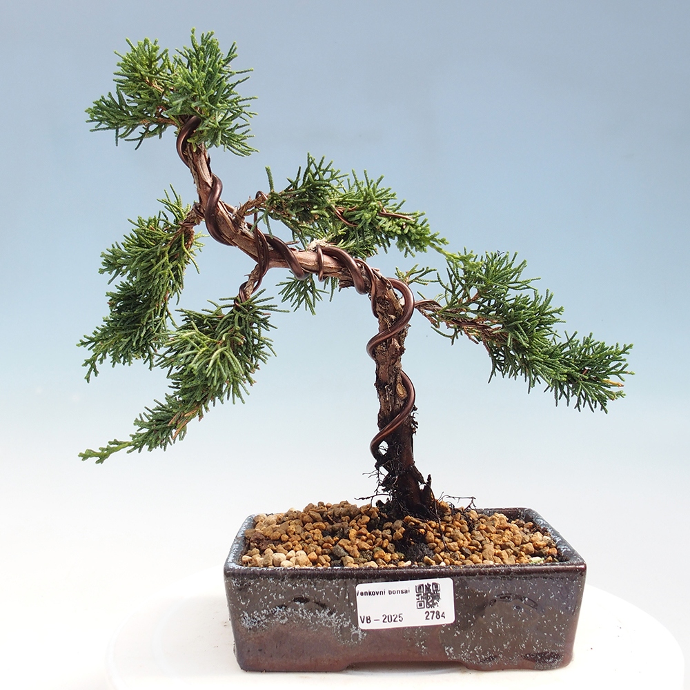 Outdoor bonsai - Juniperus chinensis Kishu - Chinese Juniper