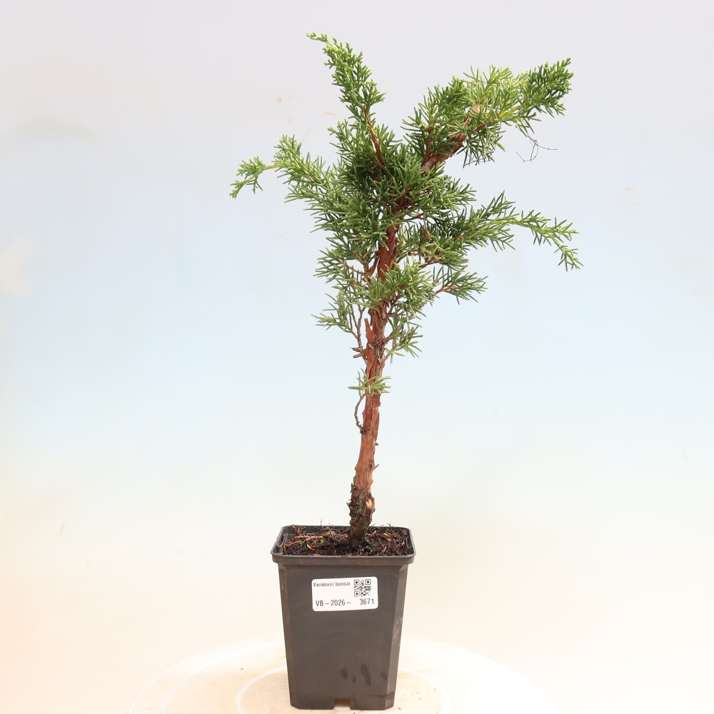 Outdoor bonsai - Juniperus chinensis Kishu