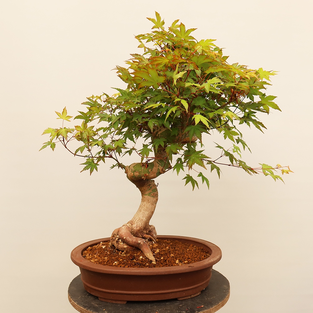 Outdoor bonsai - Maple palmatum - Palms