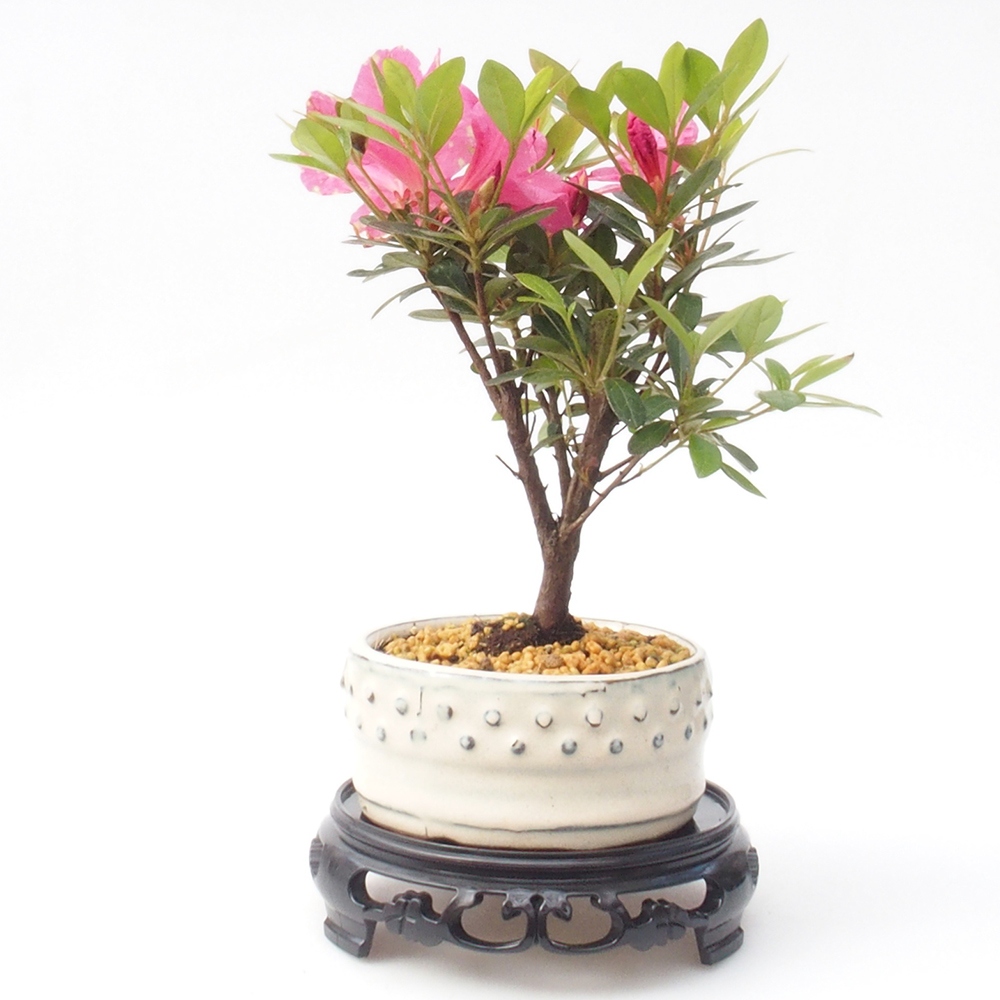 Bonsai table plastic round 14,5 x 14,5 x 4 cm, color black