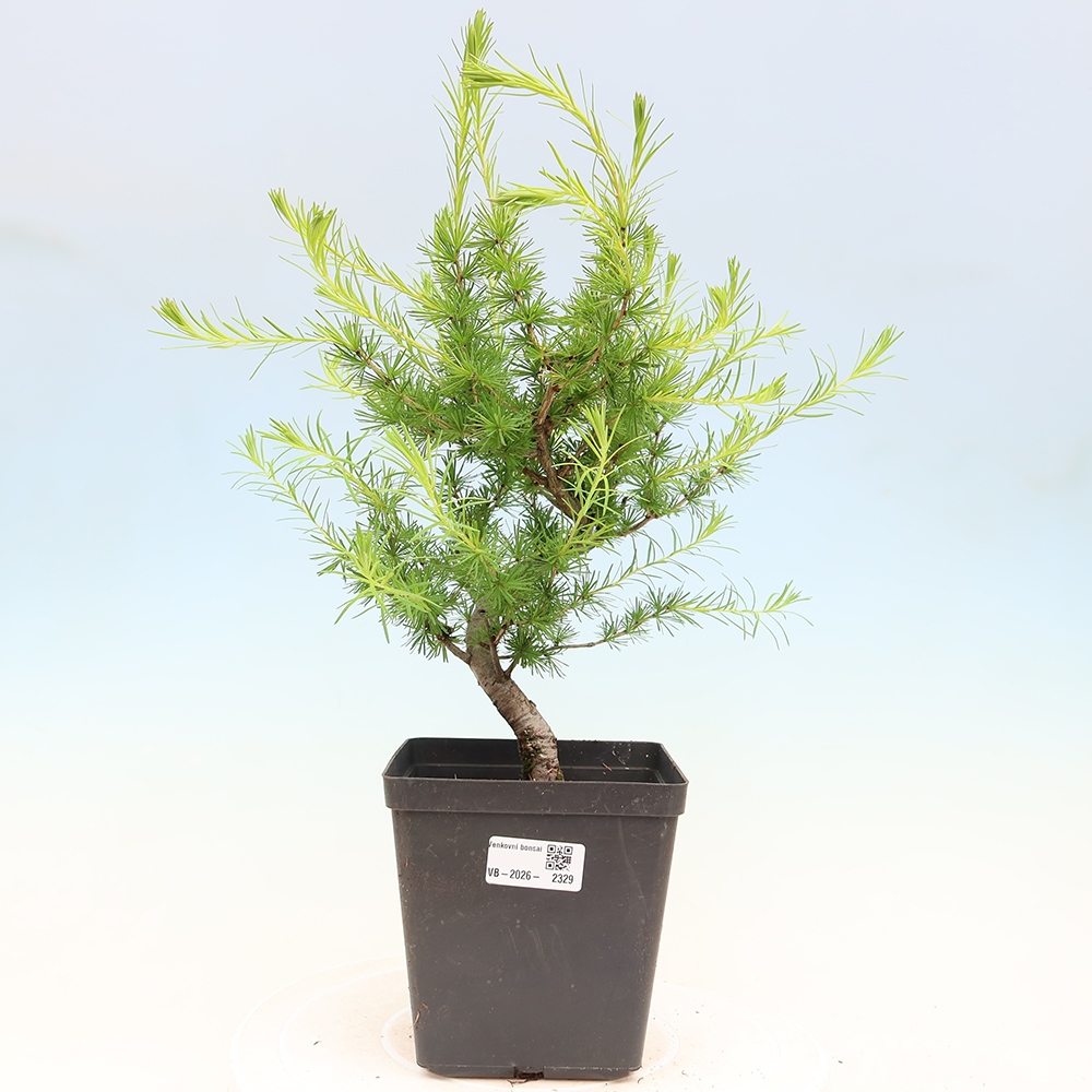 Outdoor bonsai -Larix decidua - Larch