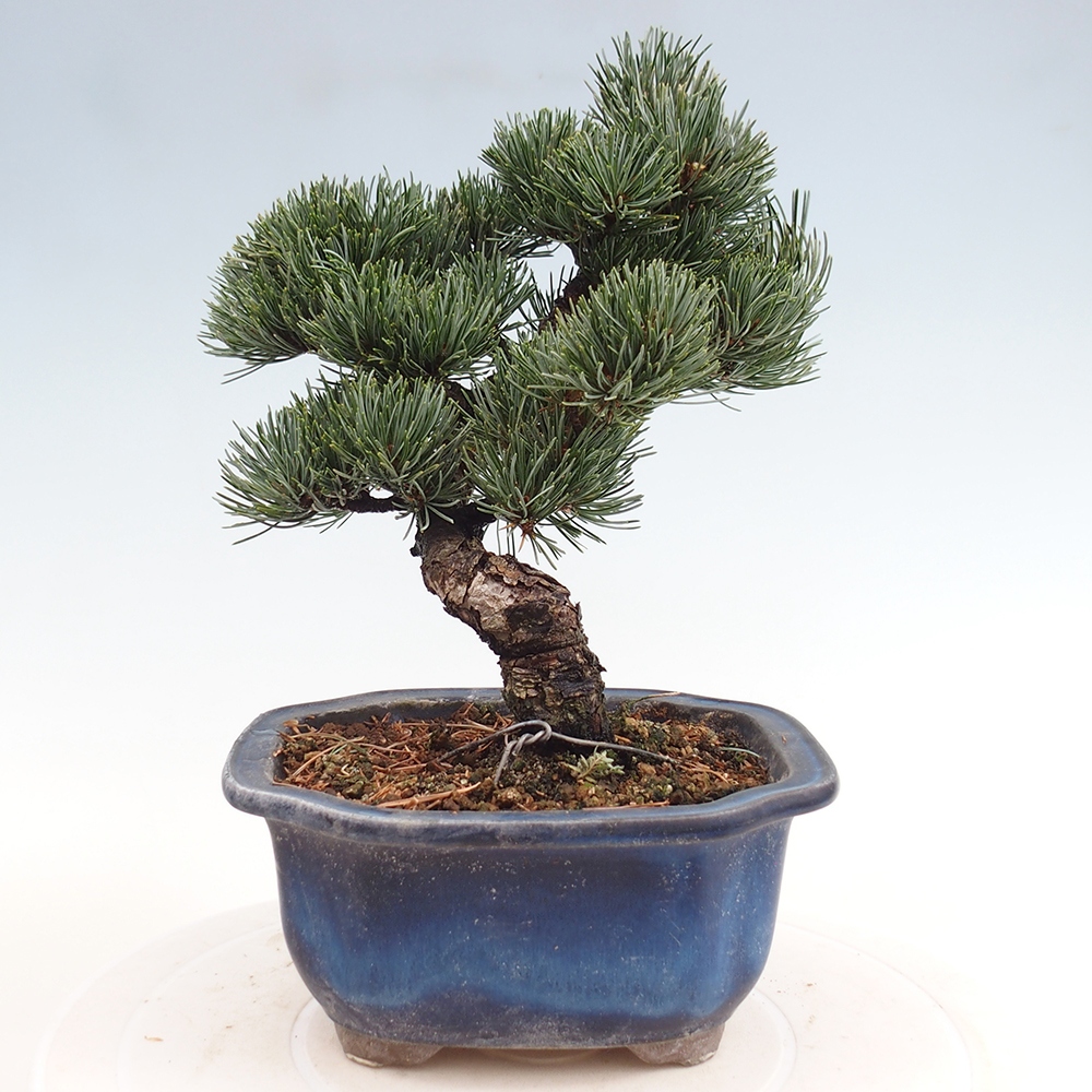 Outdoor bonsai - Pinus parviflora - Small pine tree