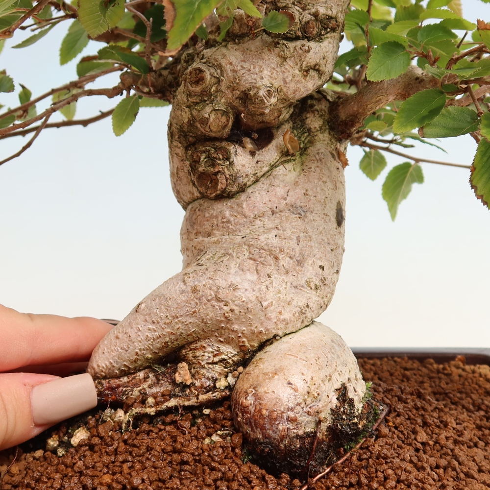 Outdoor bonsai -Carpinus CARPINOIDES - Korean Hornbeam