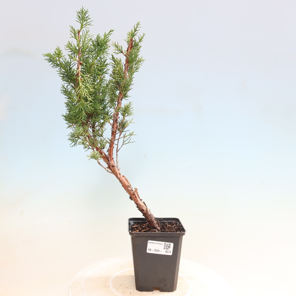 Outdoor bonsai - Juniperus chinensis Kishu