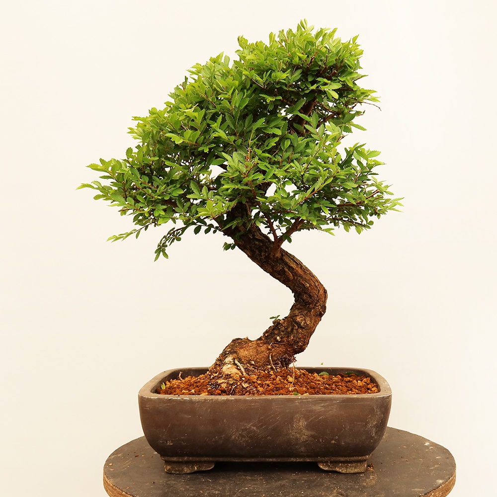 Outdoor bonsai - Zelkova - Zelkova NIRE
