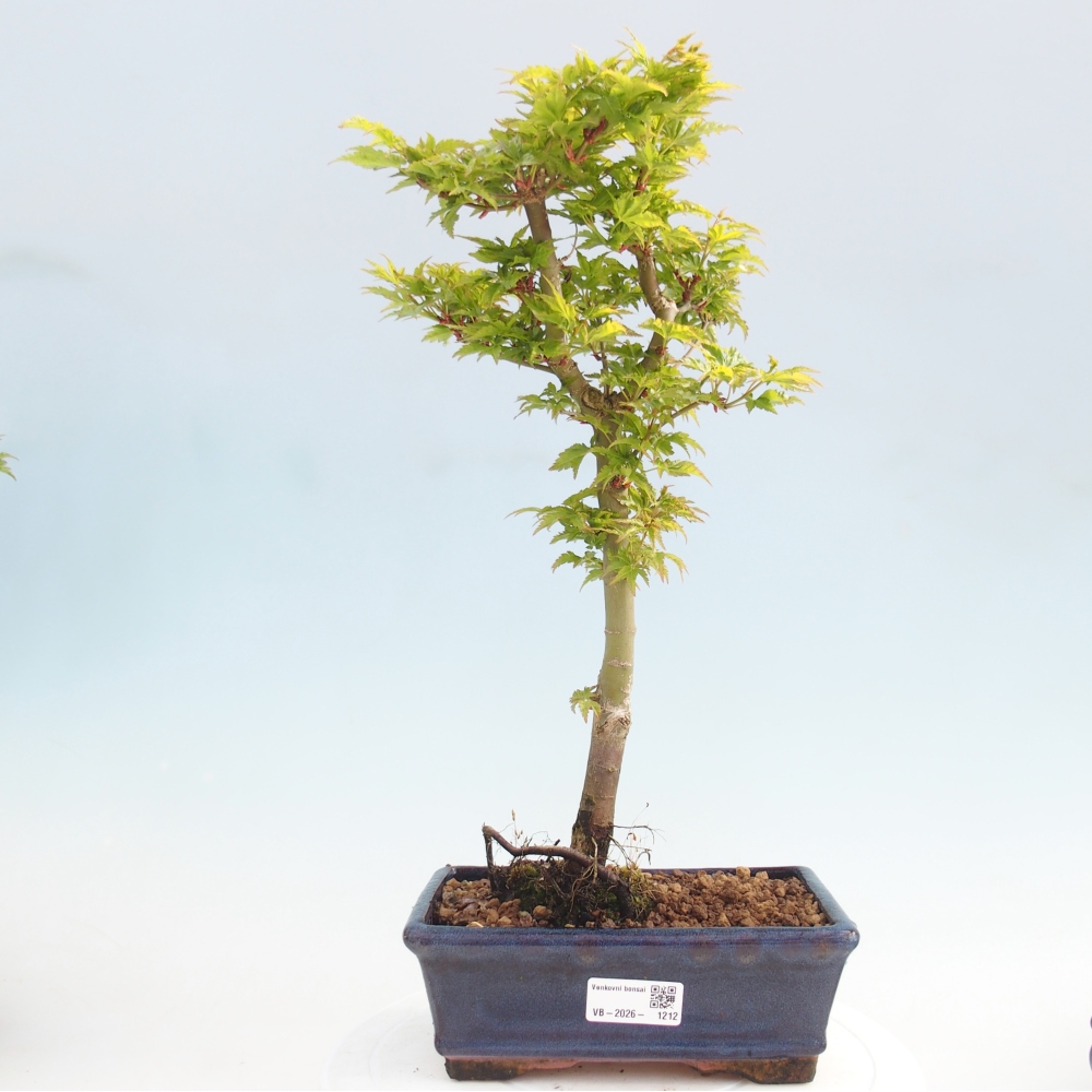 Outdoor bonsai -Javor palm Acer palmatum Shishigashira