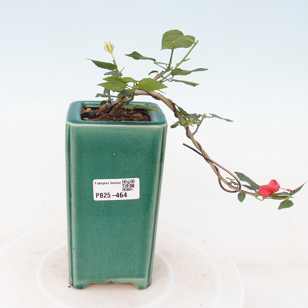 Indoor bonsai - Malvaviscus arboreus - woody hibiscus