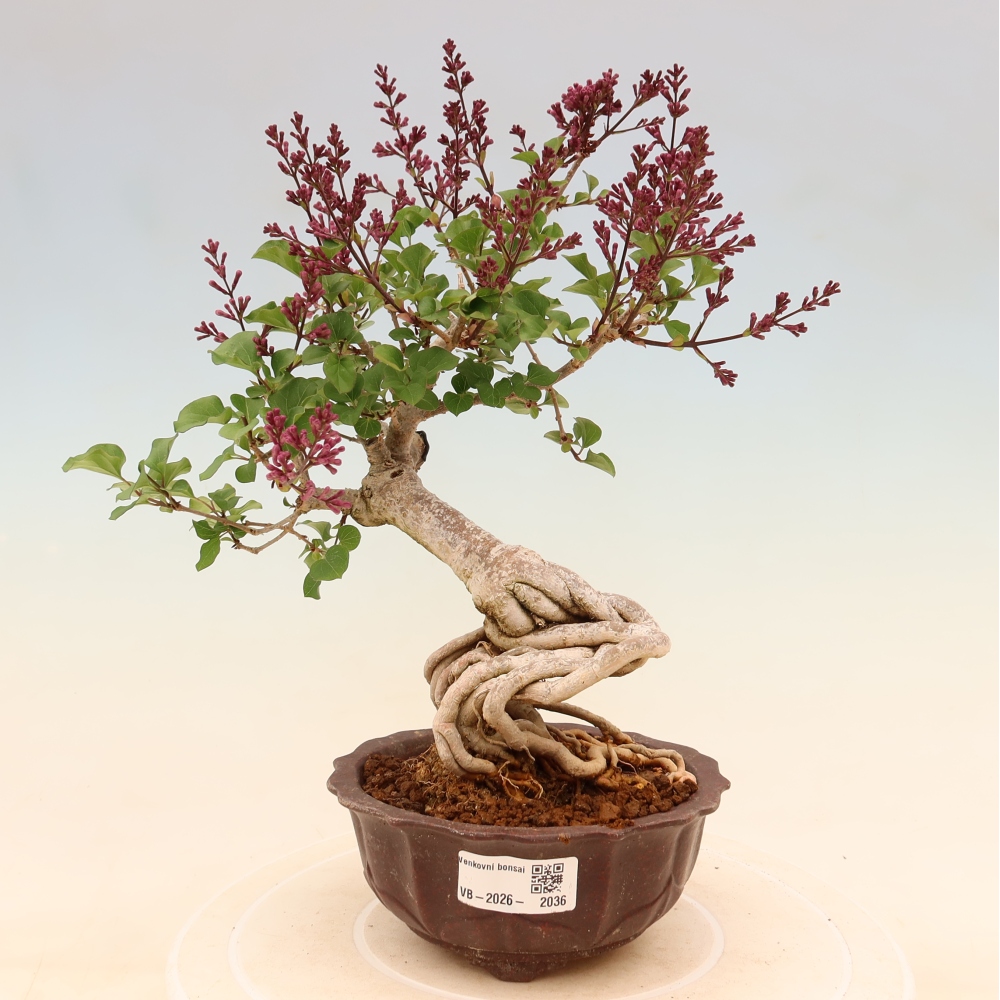 Outdoor bonsai - Syringa microphylla - small-flowered lilac