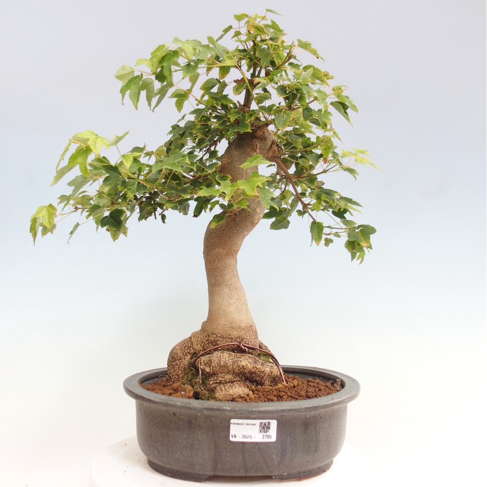 Outdoor bonsai - Maple Buergerianum - Burger Maple