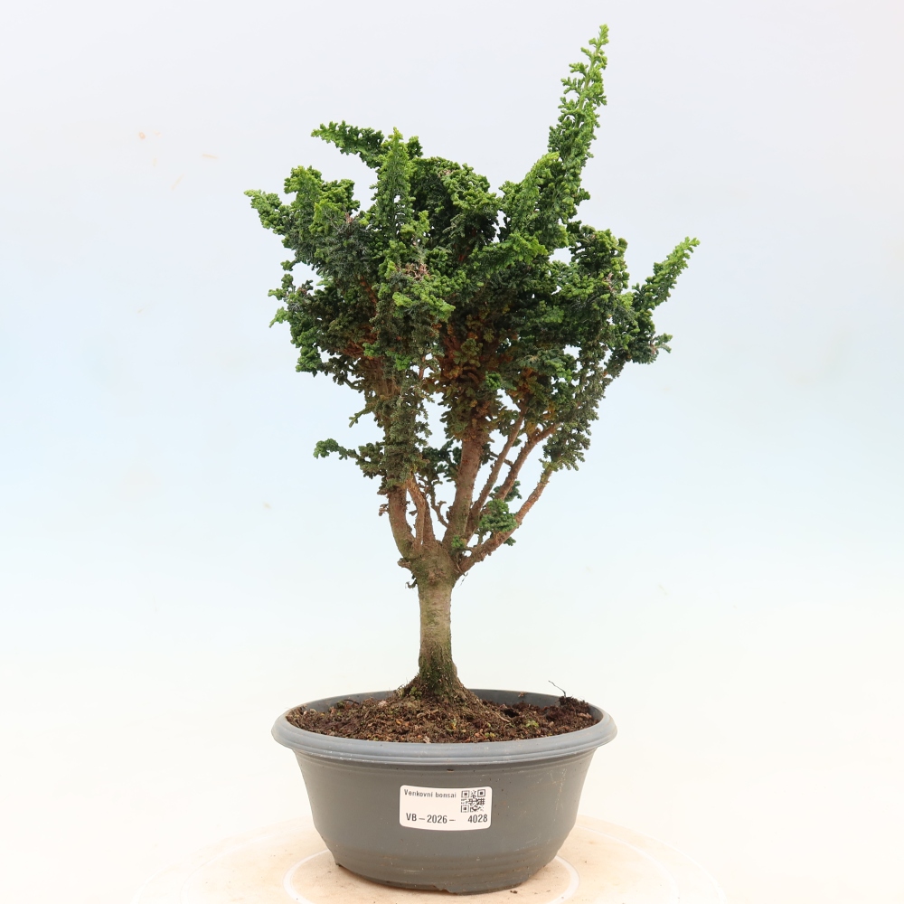 Outdoor bonsai - Cham. obtusa SEKKA HINOKI - Cypress