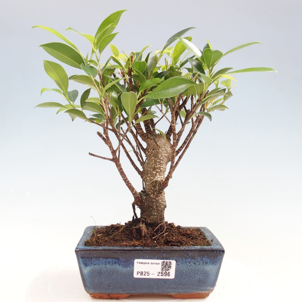 Indoor bonsai - Ficus retusa - small-leaved ficus