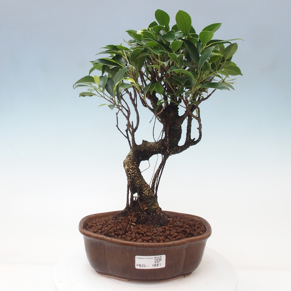 Indoor bonsai - Ficus retusa - small ficus