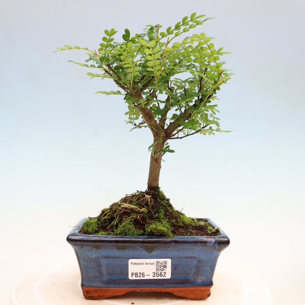Room bonsai - Zantoxylum piperitum - pepper tree