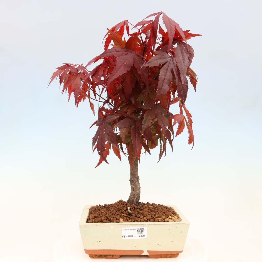 Outdoor bonsai - Acer palm. Atropurpureum-Javor palmate