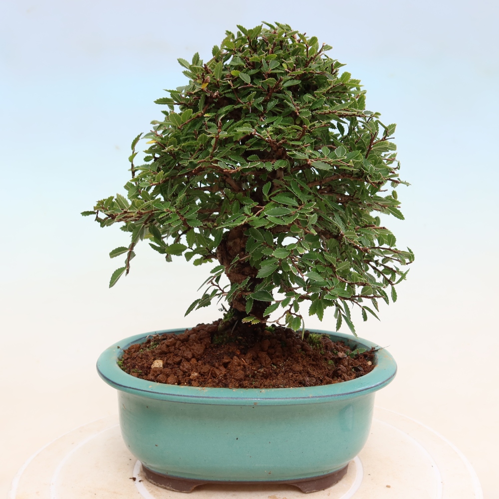Outdoor bonsai - Zelkova - Zelkova NIRE