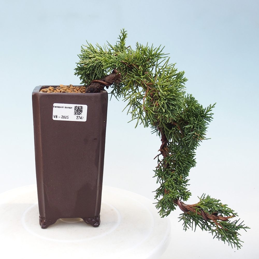 Outdoor bonsai - Juniperus chinensis Kishu - Chinese Juniper