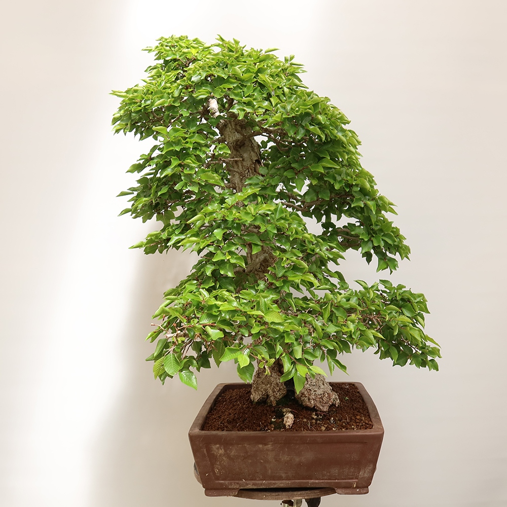 Outdoor bonsai - Carpinus Coreana - Korean hornbeam