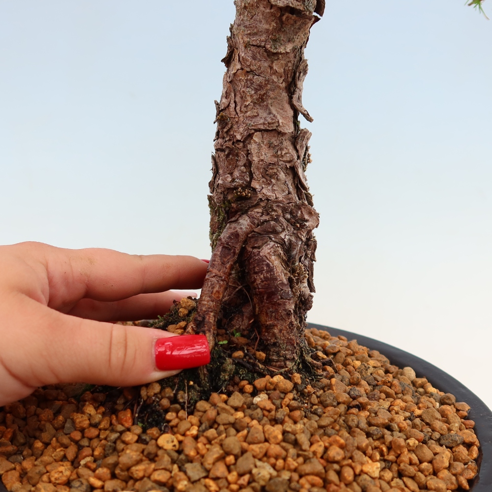 Outdoor bonsai -Larix decidua - Larch