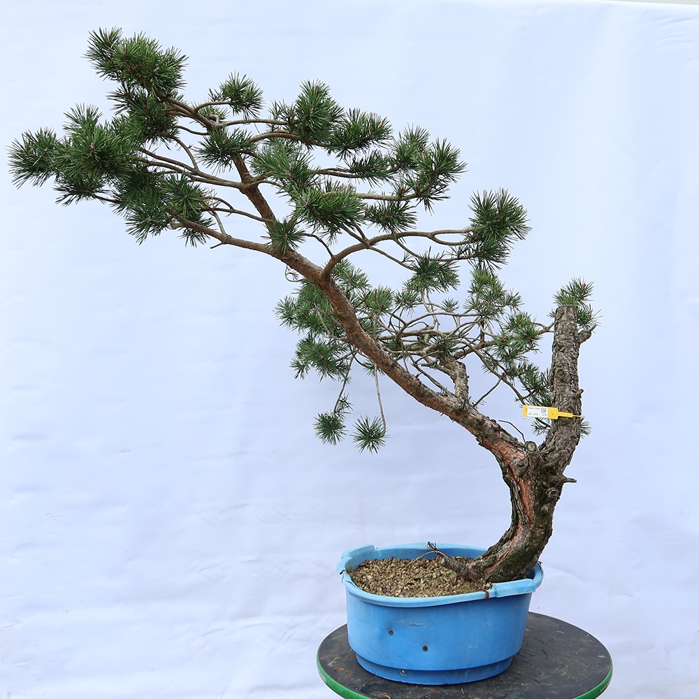 Pinus sylvestris Spain - Scots pine