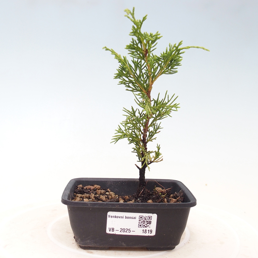 Outdoor bonsai - Juniperus chinensis Itoigawa - Chinese juniper