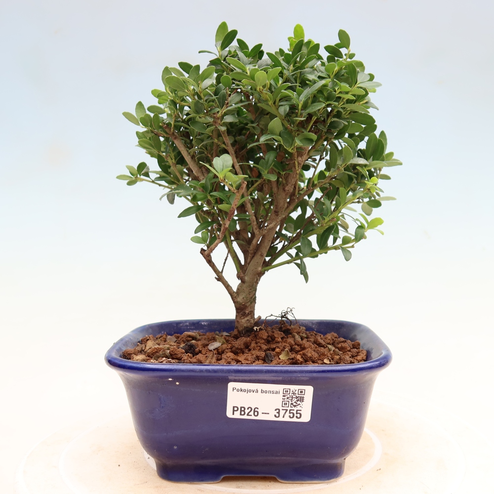 Room bonsai - Ilex crenata - Holly
