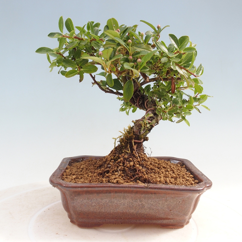 Outdoor bonsai - Cotoneaster horizontalis - Rock tree