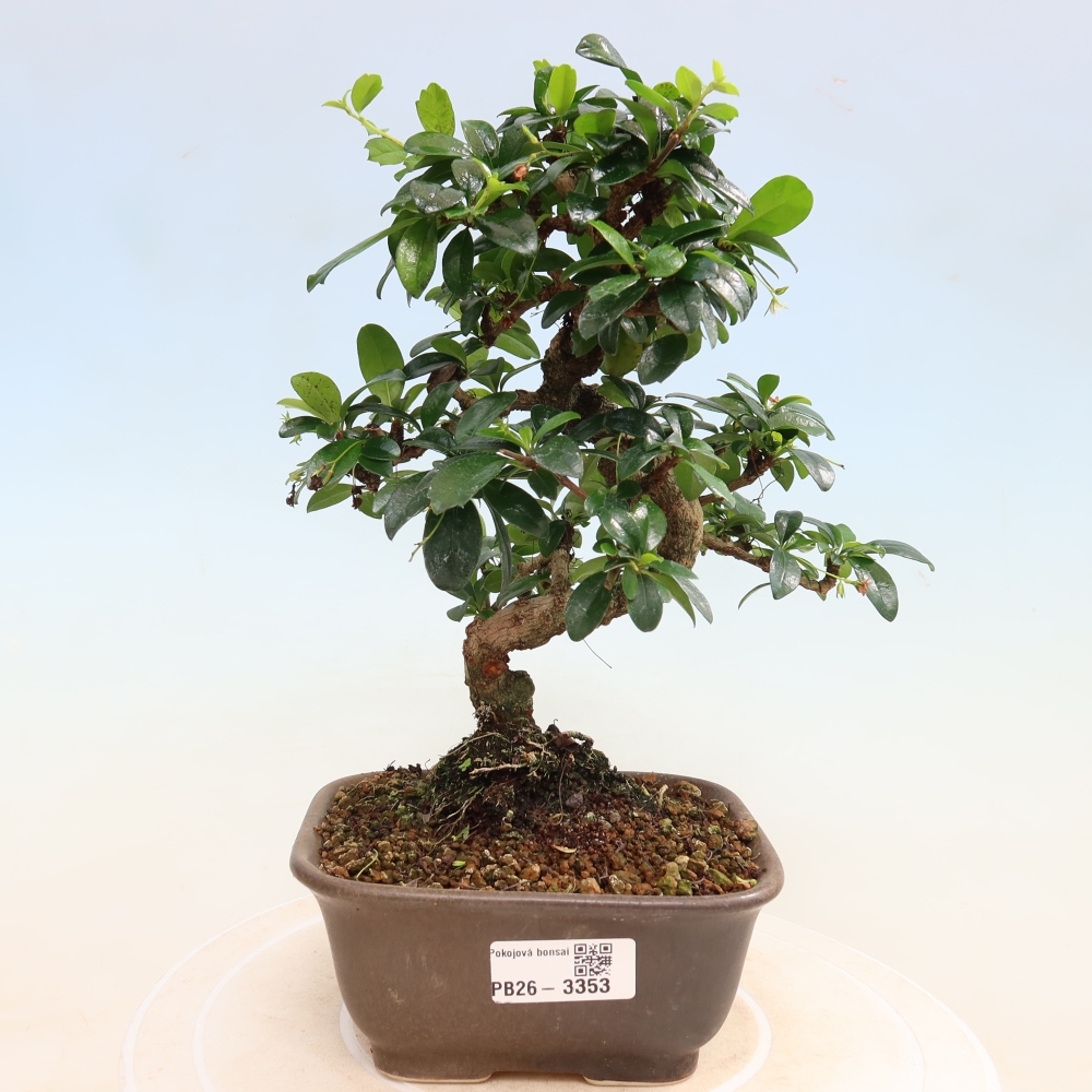 Room bonsai - Carmona macrophylla - Tea fuki