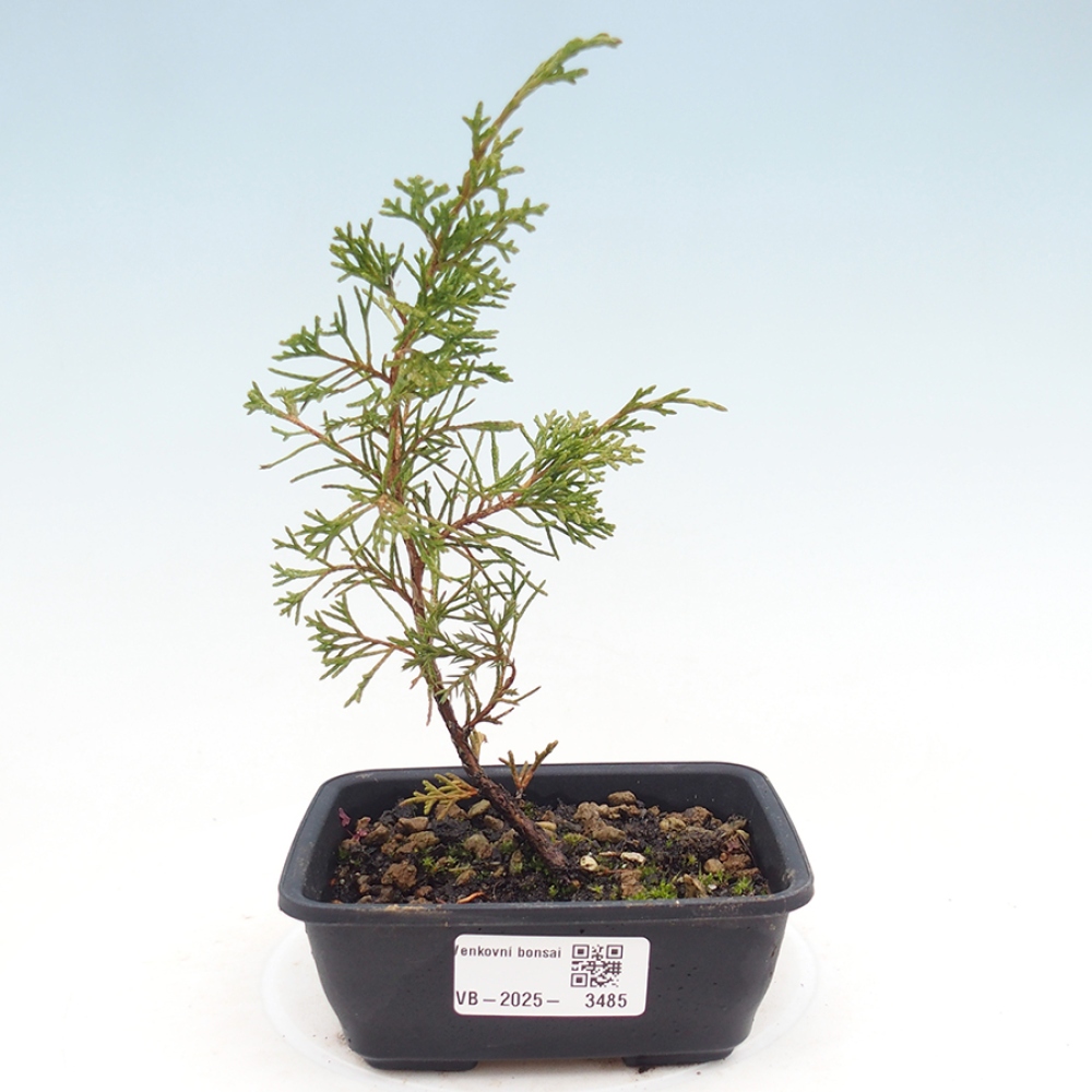 Outdoor bonsai - Juniperus chinensis Itoigawa
