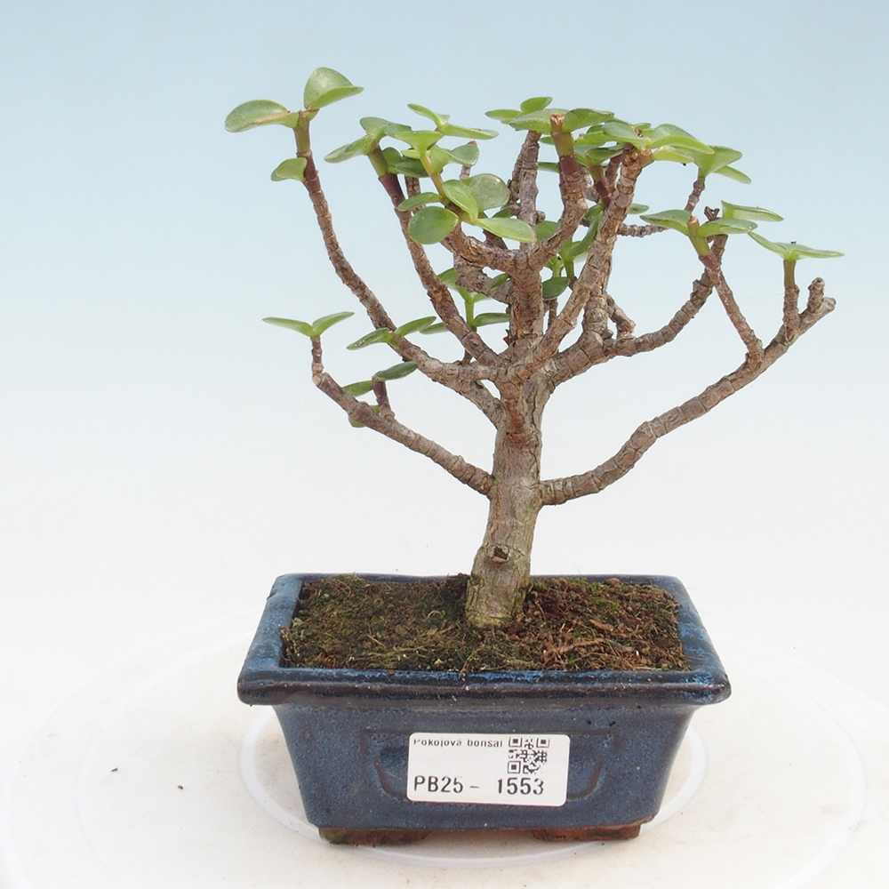 Indoor bonsai - Portulakaria Afra - Tlustice