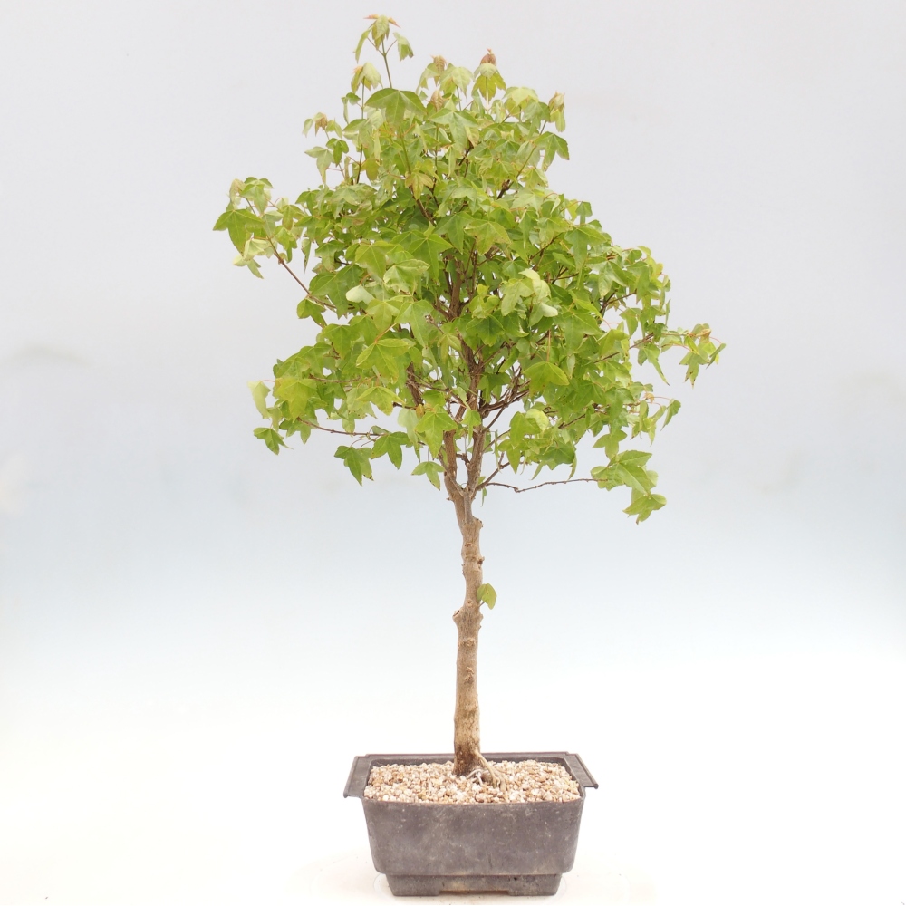 Outdoor bonsai - Acer Buergerianum - Burger Maple