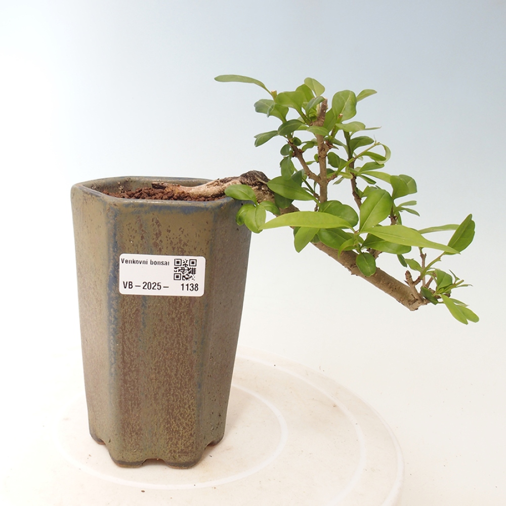 Outdoor bonsai - Prunus spinosa - blackthorn