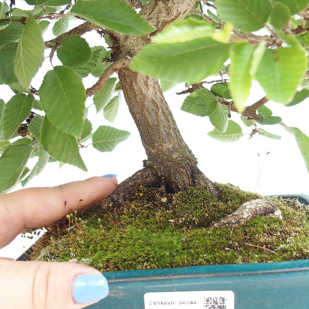 Outdoor bonsai - Carpinus Coreana - Korean hornbeam